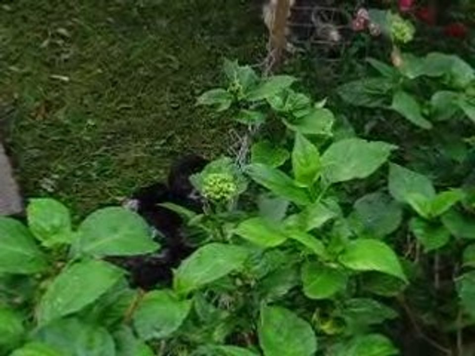 Mes Canards Barbaries-Mulards