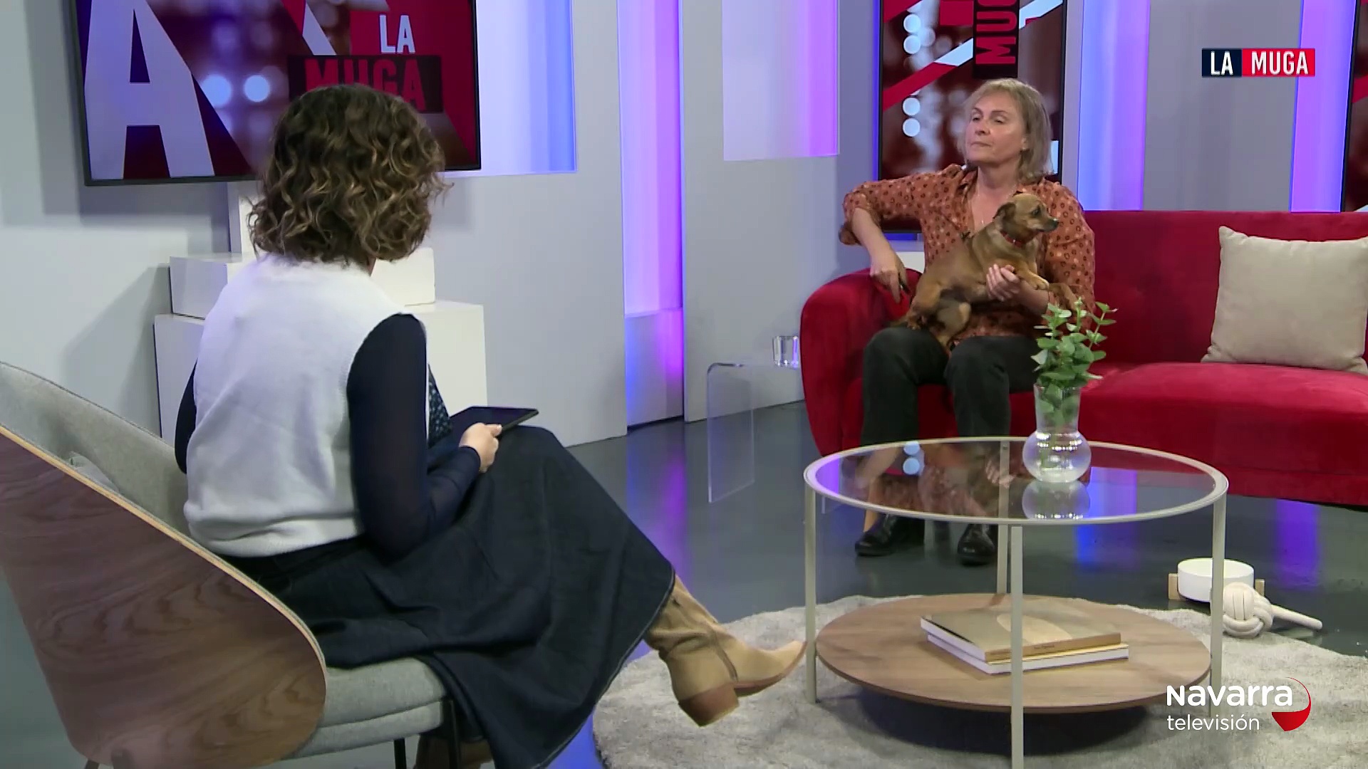 Cuca en adopción en el centro de atención animal de Pamplona, un pequeño brabanzón muy cariñoso