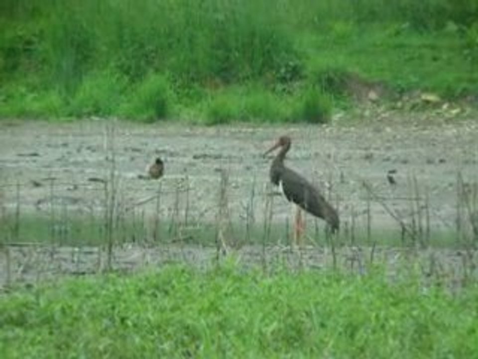 Cigogne noire