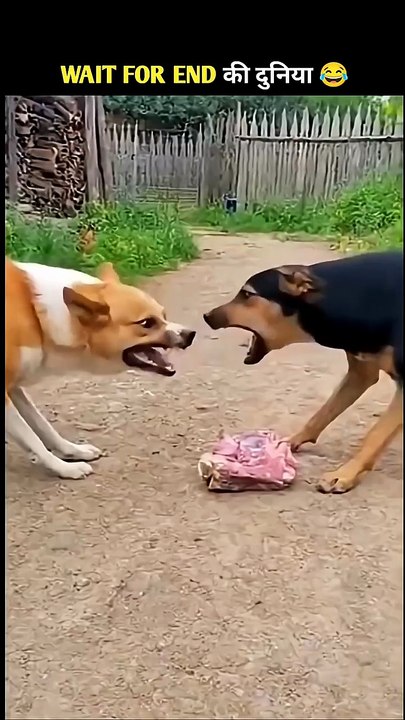 Animals Ke Gajab Karname-23 😂 Wait for twist 😂#funny #shorts