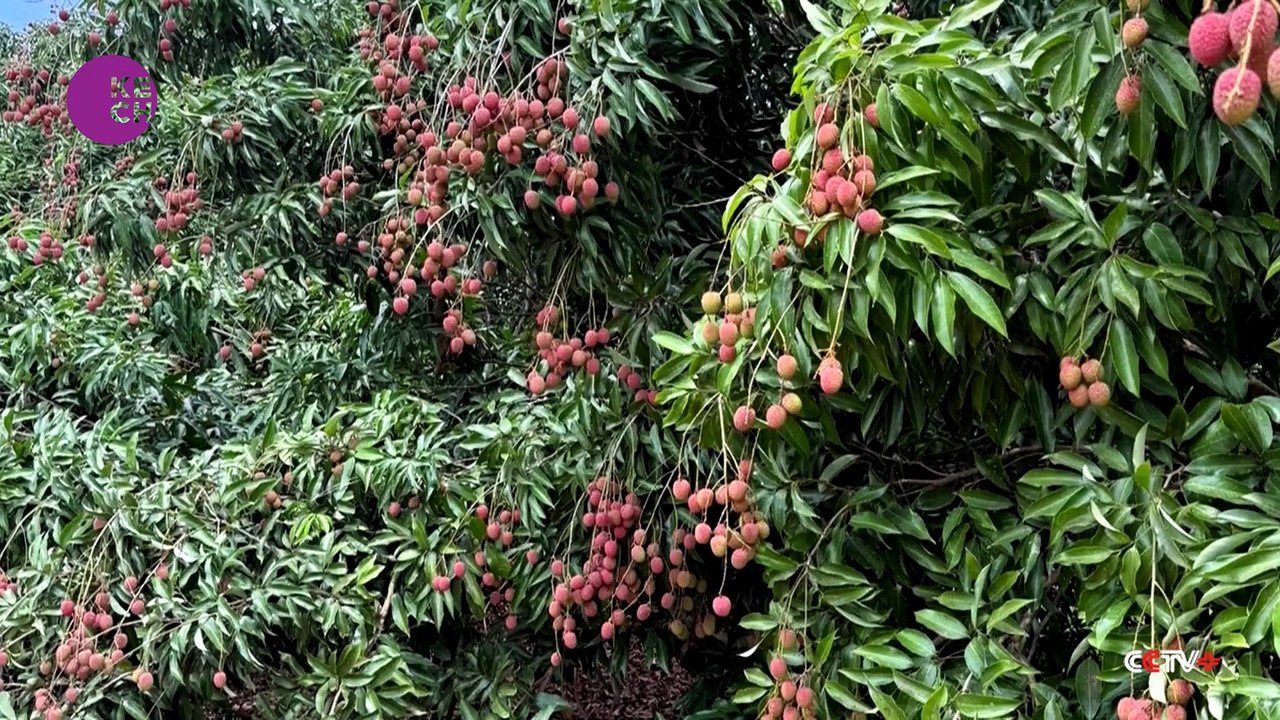 South Africa's fruit export hit by US-Israeli war on Iran