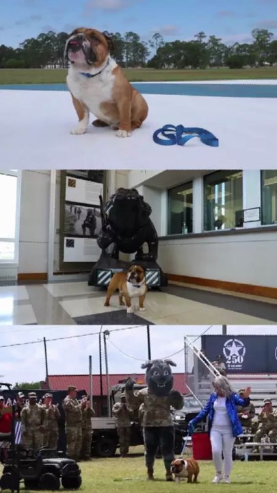 ❤️ AKC Donates Rocky the Bulldog to 3rd Infantry Division – Heartwarming Salute to America’s Troops 🐾