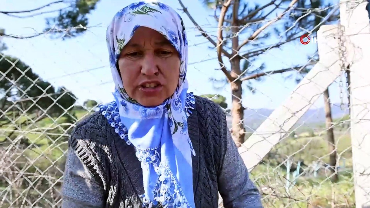 Böyle öfke görülmedi, bir gecede yüzlerce incir ve zeytin ağacını kesip ortadan kayboldular