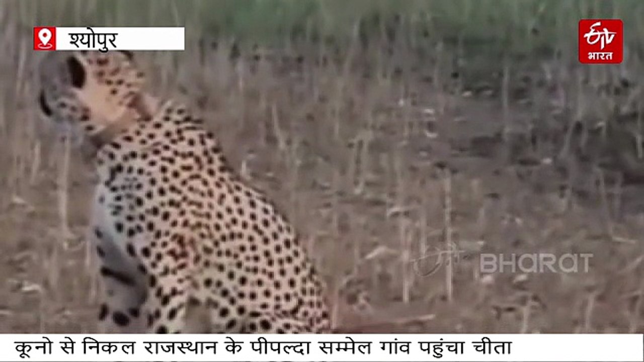 कूनो नेशनल पार्क की सरहद लांघ चीते ने लगाई कोटा तक दौड़, राजस्थान के गांवों में उछलकूद