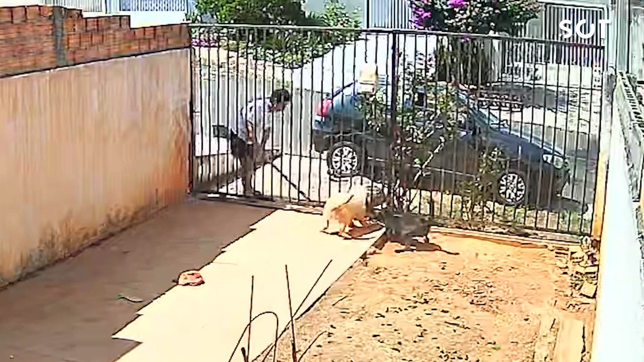 Polícia Civil responsabiliza tutor de pitbull após ataques a cães na região dos Campos Gerais no Paraná