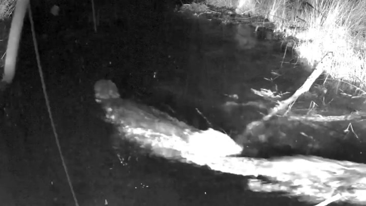 Beavers transform Dorset woodland one year after first wild release