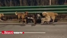 Çin'de 7 köpek kasaptan kurtulmak için 17 km koştu: Kesip satacaktı