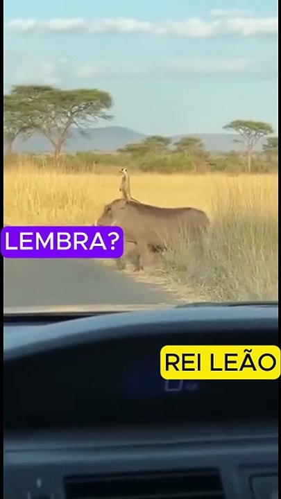 REI LEÃO