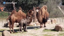 Una cría de camello bactriano da sus primeros pasos en el Zoo de Madrid