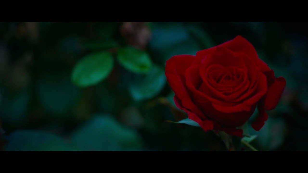 Rosebush Pruning Trailer Legendado