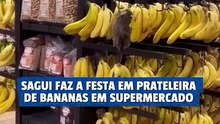 Sagui invade supermercado e se serve de bananas