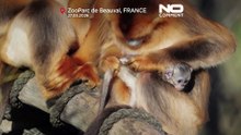 França: estreia-se no zoo primeiro macaco dourado-de-nariz-arrebitado nascido fora da Ásia