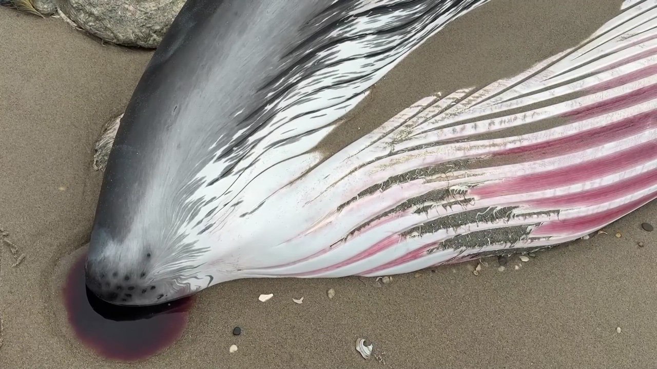 Shocking Discovery: 30-Foot SEI WHALE Found Dead on New York City Beach