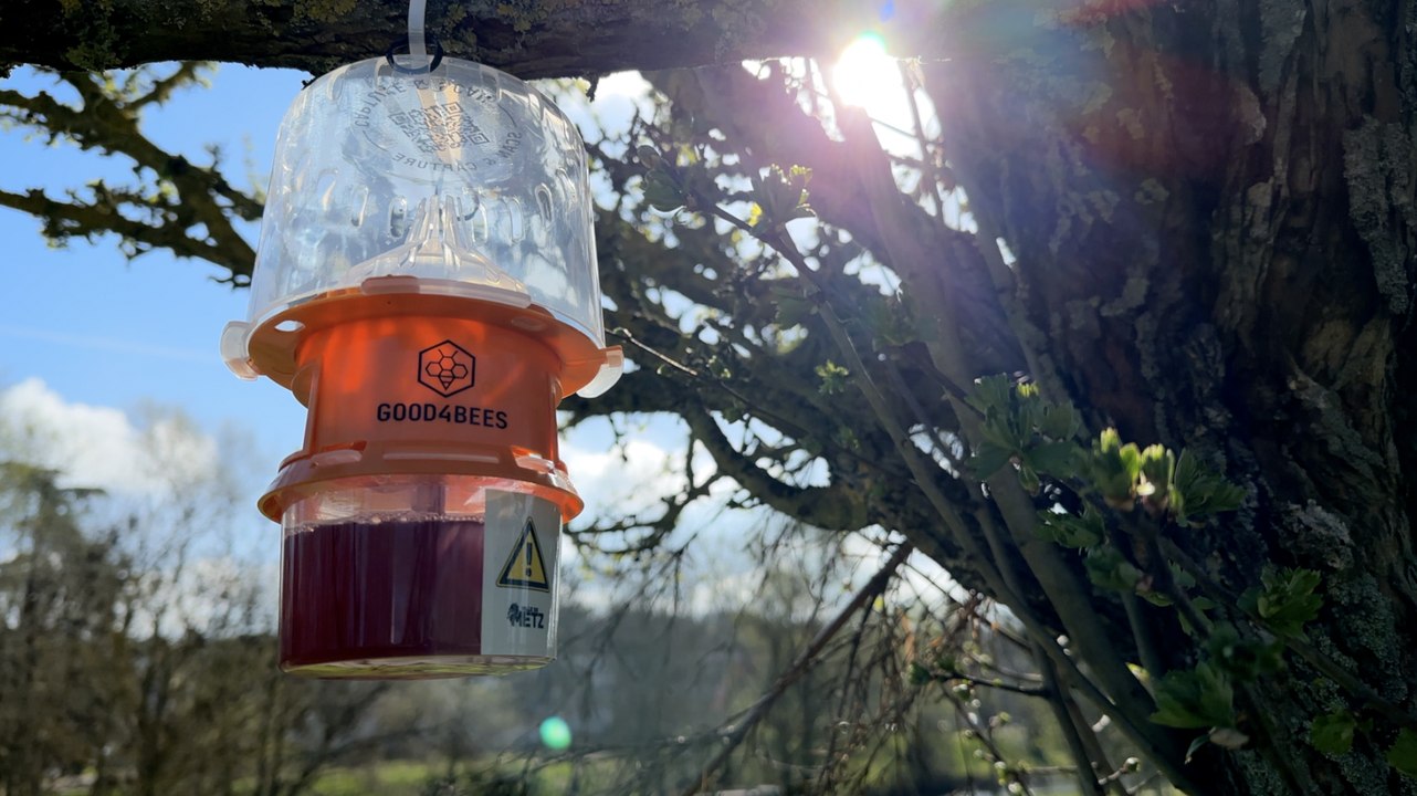 « 130 pièges déployés dans la ville » : Metz passe à l’action contre le frelon asiatique