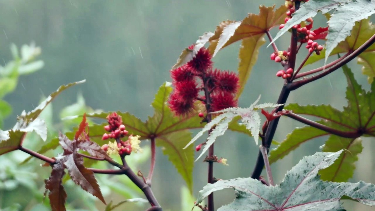 Sintrópica - Tráiler