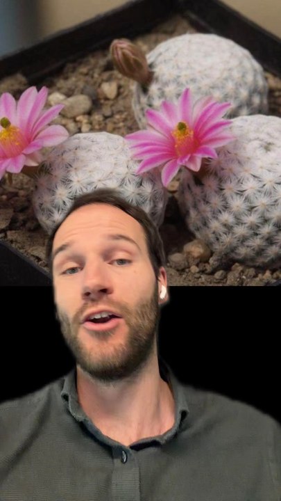 Un CACTUS en forme de BALLE DE GOLF