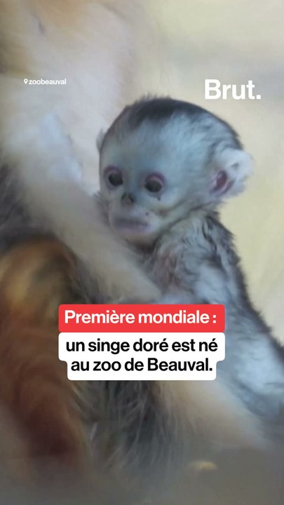 Première mondiale : un singe doré est né au zoo de Beauval.