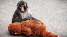 Punch braucht sein Plüschäffchen nicht mehr – und das ist gut so