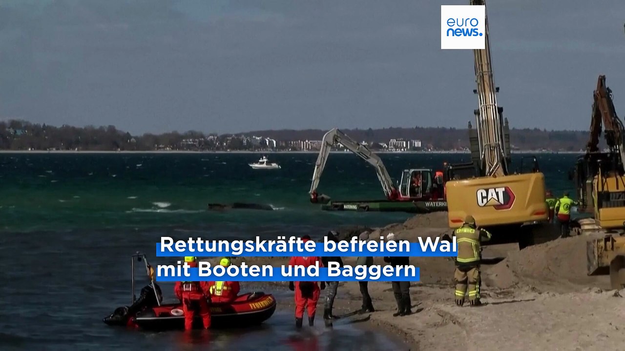 Gestrandeter Wal befreit, doch Biologe warnt: 'Das ist noch nicht die Rettung'