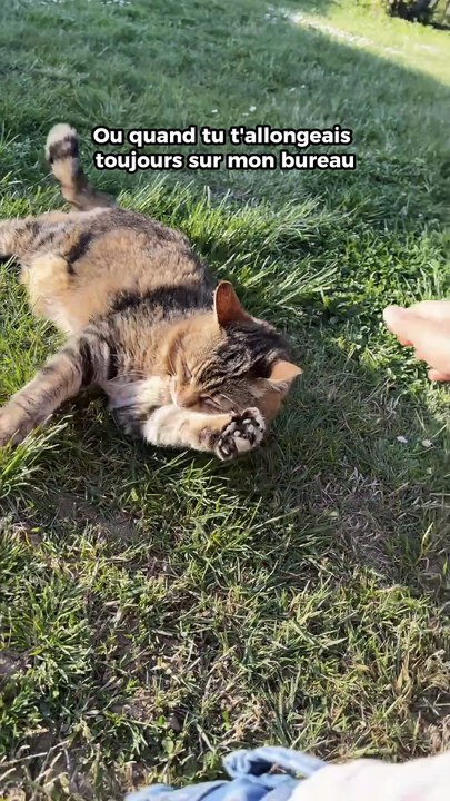 Repose en paix, Moon. Je t'aime. 🌙💛