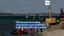Baleia jubarte encalhada no Mar Báltico conseguiu sair de um banco de areia, mas ainda não está a salvo