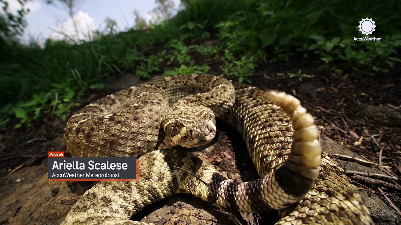 Record March heat brings early snake, scorpion activity to Arizona