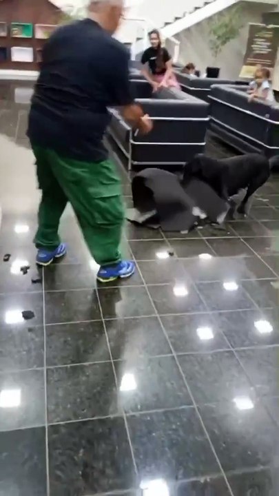 Cachorro viraliza após invadir comércios, escola e velório no Paraná
