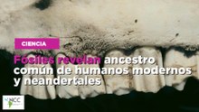 Fósiles revelan ancestro común de humanos modernos y neandertales