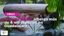 Acuario Michin alberga más de 4 mil especies en Guadalajara