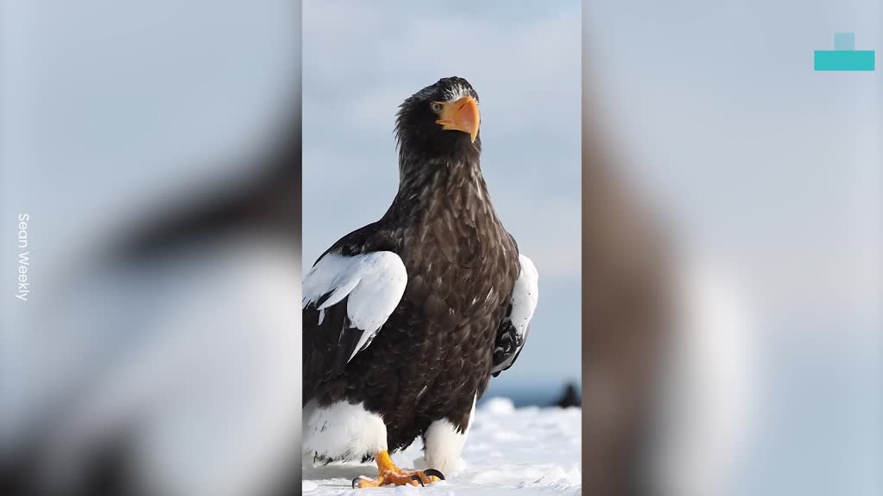 Rare Giant Eagles Spotted in Snowy Wonderland