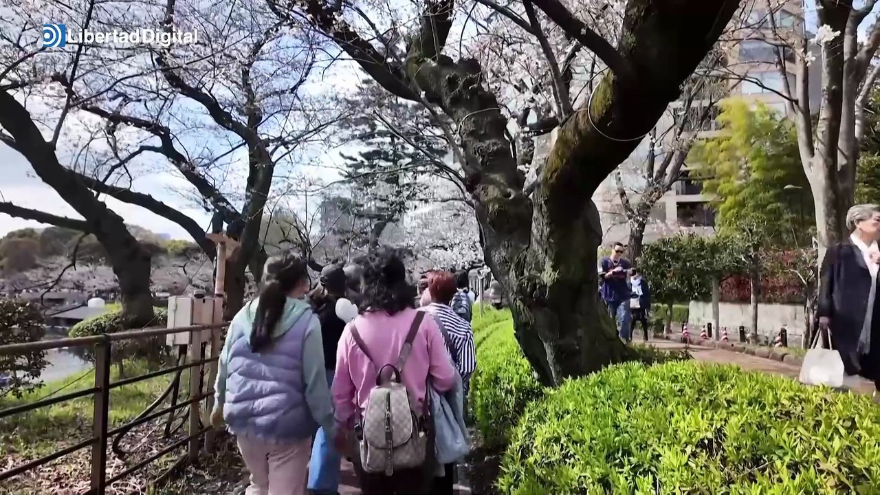 Los cerezos en flor de Japón, en todo su esplendor