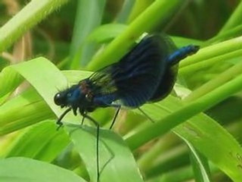BALADE AU FIL DE L'EAU .........