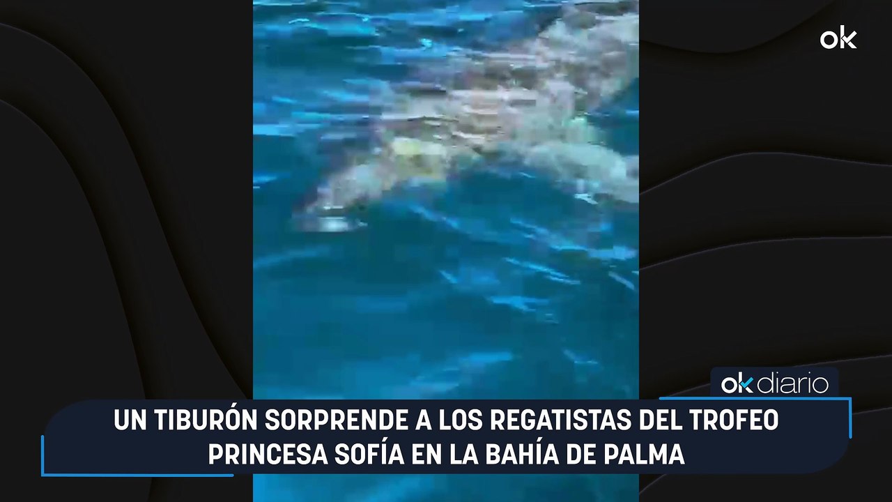 Un tiburón sorprende a los regatistas del Trofeo Princesa Sofía en la bahía de Palma