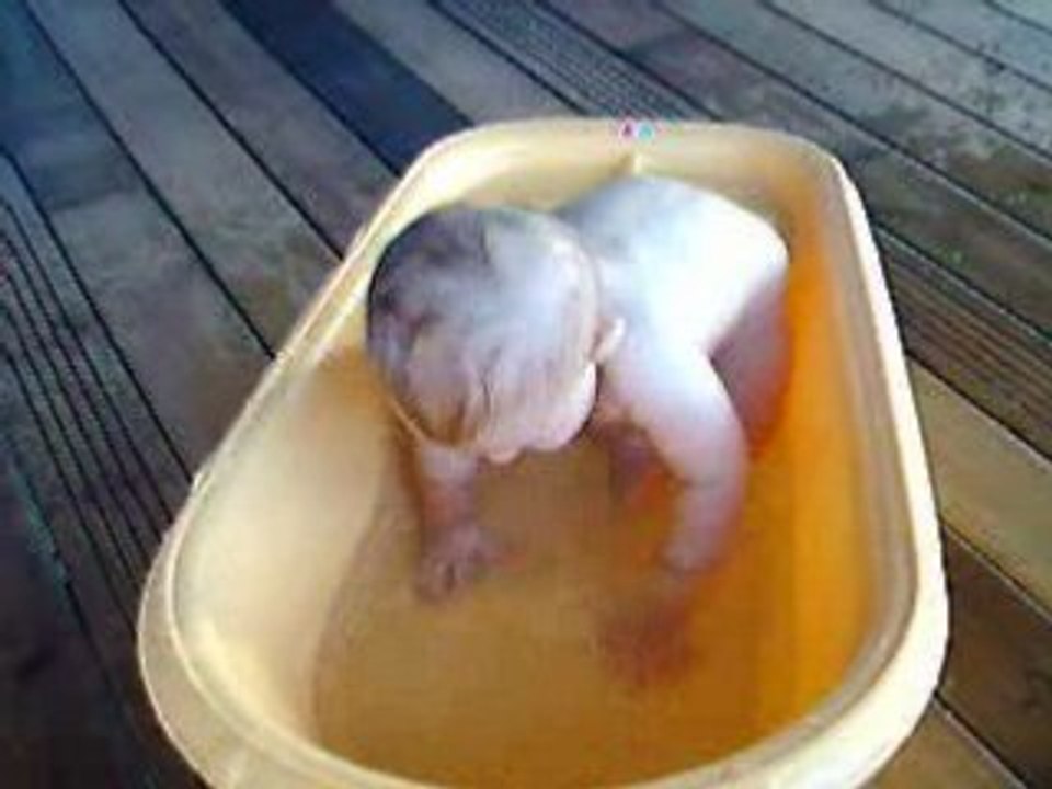 Bain