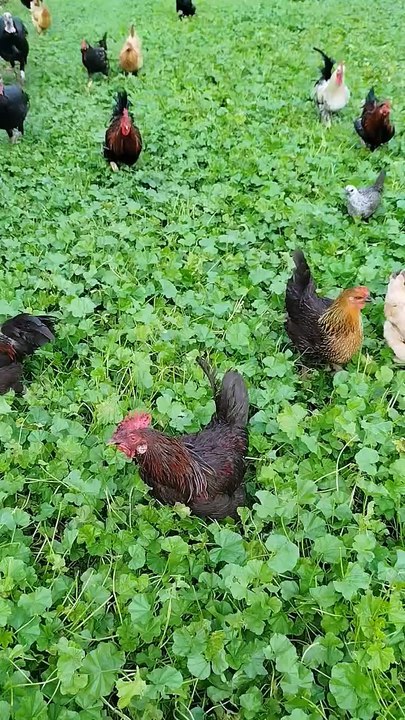 Rooster 🐓 the Farm boss