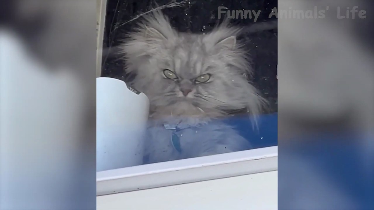 Best Animal Videos 2026 😂 - Funniest Dogs 🐶 And Cats 😺 Moments