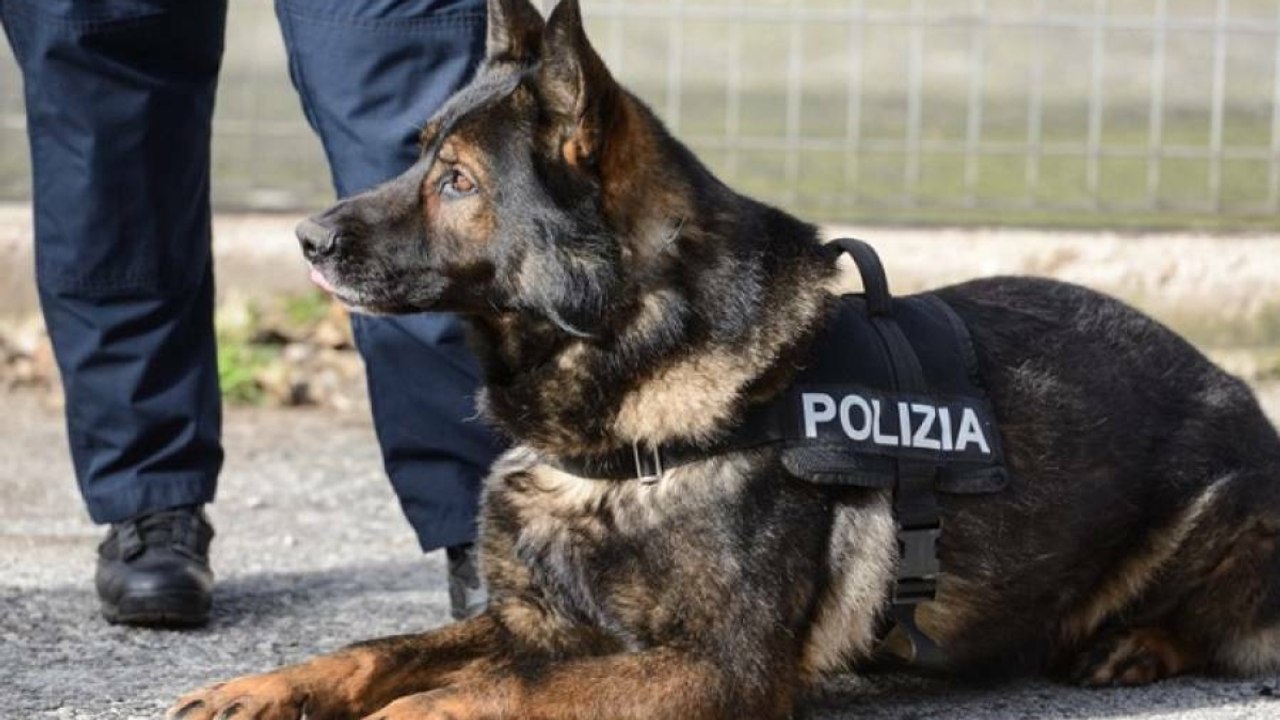 Roma: ecco come Faro, il cane anti-droga della polizia, scova la cocaina nascosta sotto un'auto a Tor Bella Monaca