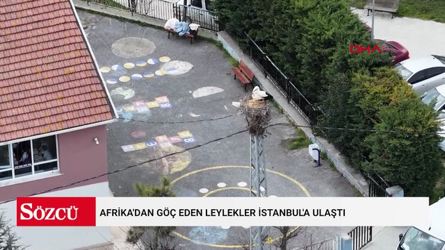 Afrika'dan göç eden Leylekler İstanbul'a ulaştı