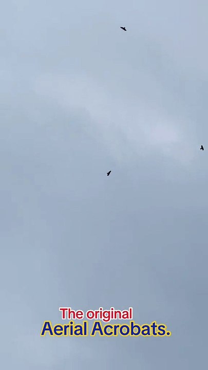 Birds n Plane