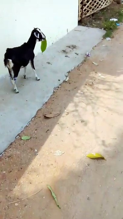 Adorable Goat Having A Big Leaf