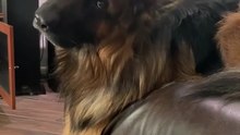 Funny and cute German shepherd short video try not laugh 😂😂😂😂Follow me please like subscribe