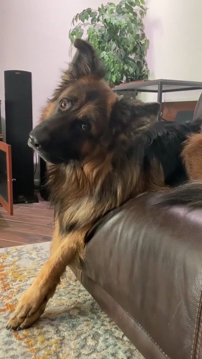 Funny and cute German shepherd short video try not laugh 😂😂😂😂Follow me please like subscribe