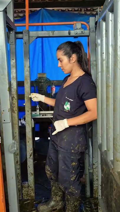 Bull Breeding Soundness Exam: A Day in the Life of a Large Animal Vet