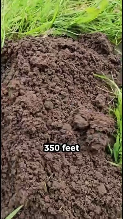 Moles Underground Pests or Ecosystem Heroes 🌍 #facts #shorts #viral #animals