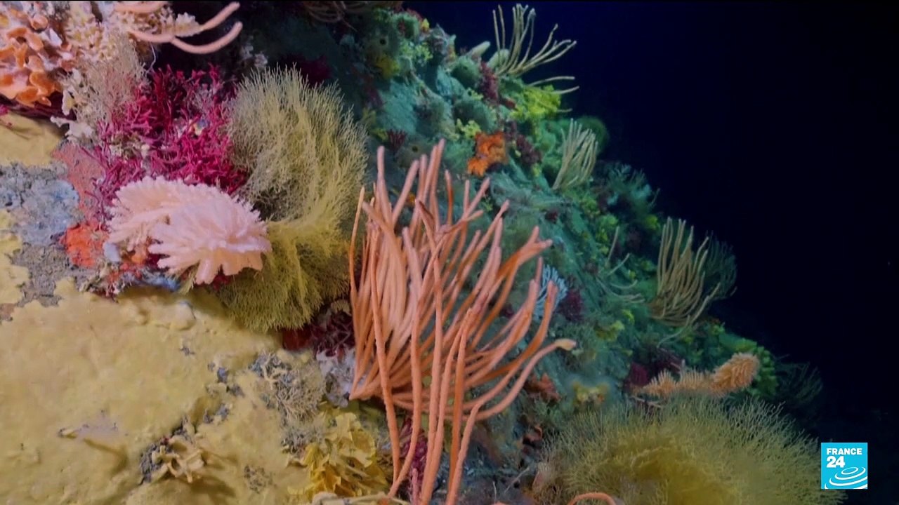 Scientists dive beneath Arctic ice to study threatened ecosystems