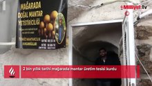 2 bin yıllık tarihi mağarada mantar üretim tesisi kurdu