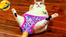 Funniest cat videos #4 #Cat #Animals