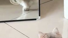 pusang aliw