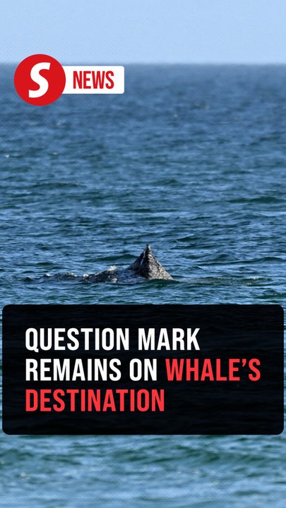 Humpback whale freed after days in shallow waters in Germany