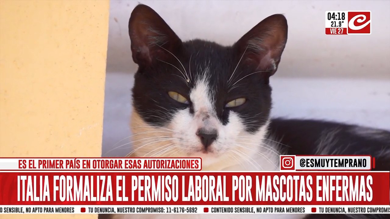 Otorgan licencias laborales para que puedas cuidar a tu mascota